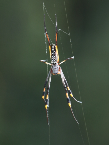J17_1043 Unidentified spider.JPG